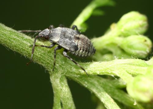 Deraeocoris punctum